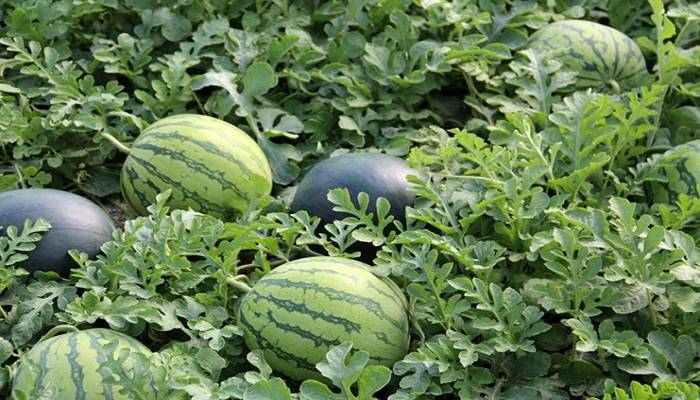 i-love-bichos-sandia|Bichos-love